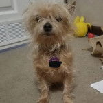 Un Chorkie au pelage bicolore, asssis sur un tapis et portant un collier au cou