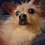 Un Chorkie allongé, et semblant vouloir ouvrir la gueule