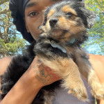 Un Chorkie au pelage bicolore noir et fauve, tenu dans les mains d'une femme et portant un collier