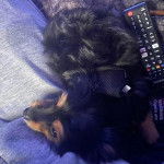 Un Chorkie au pelage bicolore noir et fauve, allongé sur un coussin et portant un harnais