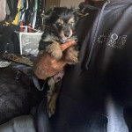 Un Chorkie au pelage bicolore, assis dans les mains d'une personne et qui es tenu en laisse