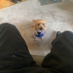 Un Chorkie au pelage bicolore, assis sur un tapis et portant un harnais