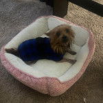 Un Chorkie allongé dans une couchette pour chien, et portant un manteau de couleur bleu et noir