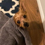 Un Chorkie au pelage mouillé, portant une serviette