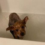 Un Chorkie au pelage mouillé, dans une baignoire
