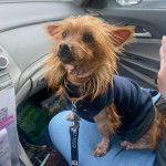 Un Chorkie assis sur les cuisses d'une personne, portant un pull et qui est tenu en laisse