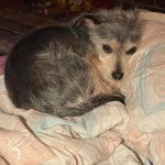 Un Chorkie au pelage bicolore, allongé sur une couverture