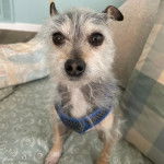 Un Chorkie au pelage bicolore, assis dans un canapé et portant un harnais