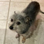 Un Chorkie au pelage bicolore, debout sur ses quatre pattes sur un sol carrelé et portant un harnais