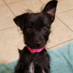 Un Chorkie au pelage bicolore noir et blanc, portant un collier rose autour du cou