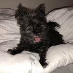 Un Chorkie au pelage noir, allongé sur un coussin blanc, et tirant la langue