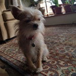 Un Chorkie au pelage blanc, assis sur un tapis et portant un collier au cou