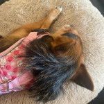 Un Chorkie au pelage bicolore, allongé sur une couchette pour chien et semblant dormir 