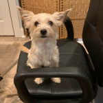 Un Chorkie au pelage blanc, assis sur un fauteuil et regardant la caméra