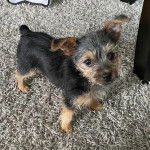 Un Chorkie au pelage bicolore noir et fauve, debout sur ses quatre pattes sur un tapis