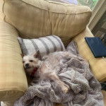 Un Chorkie allongé dans un canapé, et portant un collier autour du cou