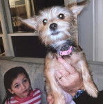 Un Chorkie à la robe bicolore, tenu dans les mains d'une personne et portant un collier au cou 