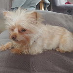 Un Chorkie au pelage bicolore, allongé sur un canapé  