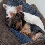 Deux Chorkies à la robe bicolore, dormant dans un canapé