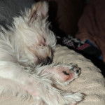 Un Chorkie au pelage blanc, dormant sur une couchette pour chien 