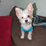 Un Chorkie au pelage bicolore, assis sur un canapé et portant un habit bleu