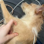 Un Chorkie au pelage bicolore fauve et blanc, allongé et se faisant caresser la fourrure