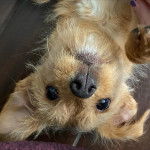 Un Chorkie allongé sur le dos, et regardant la caméra