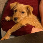 Un Chorkie au pelage fauve, tenu entre les bras d'une personne 