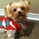 Un Chorkie au pelage bicolore, portant un manteau pour chien et un collier autour du cou 