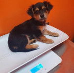 Un Chorkie au pelage bicolore fauve et noir, assis sur un pèse-chien 
