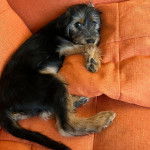 Un Chorkie au pelage tricolore noir blanc et fauve, allongé dans un canapé de couleur orange