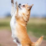 Un Chorkie au pelage bicolore blanc et fauve, sur ses pattes arrières