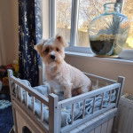 Un Chorkie au pelage bicolore, assis dans une couchette et regardant vers la caméra