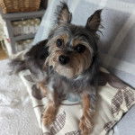 Un Chorkie au pelage tricolore, allongé sur un lit et regardant vers la caméra