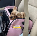 Un Chorkie au pelage bicolore assis dans un sac de voyage, posé sur le siège d'une voiture