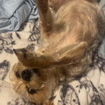 Un Chorkie allongé sur un lit, et semblant jouer 