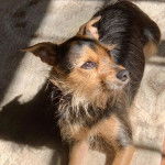 Un Chorkie au pelage bicolore noir et fauve, allongé et semblant prêter à autre chose 