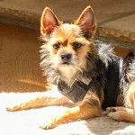 Un Chorkie allongé, portant un harnais et semblant regarder vers la caméra