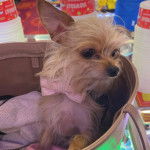 Un Chorkie au pelage bicolore, assis dans un sac et portant  un noeud autour du cou 