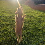 Un Chorkie debout sur ses pattes arrières, voulant prendre la nourriture qu'une personne lui tend