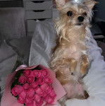 Un Chorkie au pelage bicolore, assis dans un canapé, à côté d'un bouquet de fleurs