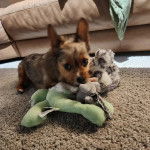 Un Chorkie au pelage bicolore noir et fauve, allongé sur un tapis et jouant avec une peluche