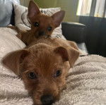 Deux Chorkies au pelage marron, allongé sur un canapé et regardant vers la caméra