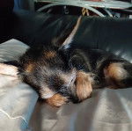 Un Chorkie au pelage tricolore, allongé dans un canapé et semblant dormir