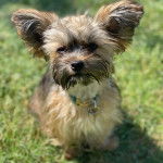 Un Chorkie au pelage bicolore, assis sur terrain herbeux et portant un collier autour du cou