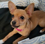 Un Chorkie au pelage marron, allongé dans une couchette pour chien et portant un collier au cou