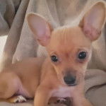 Un Chorkie au pelage bicolore fauve et blanc, assis dans un canapé