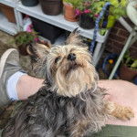 Un Chorkie au pelage bicolore, assis sur les cuisses d'une personne et regardant vers le haut