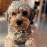 Un Chorkie au pelage tricolore, allongé sur un sol carrelé et regardant la caméra