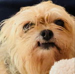 Photo montrant la face d'un Chorkie 